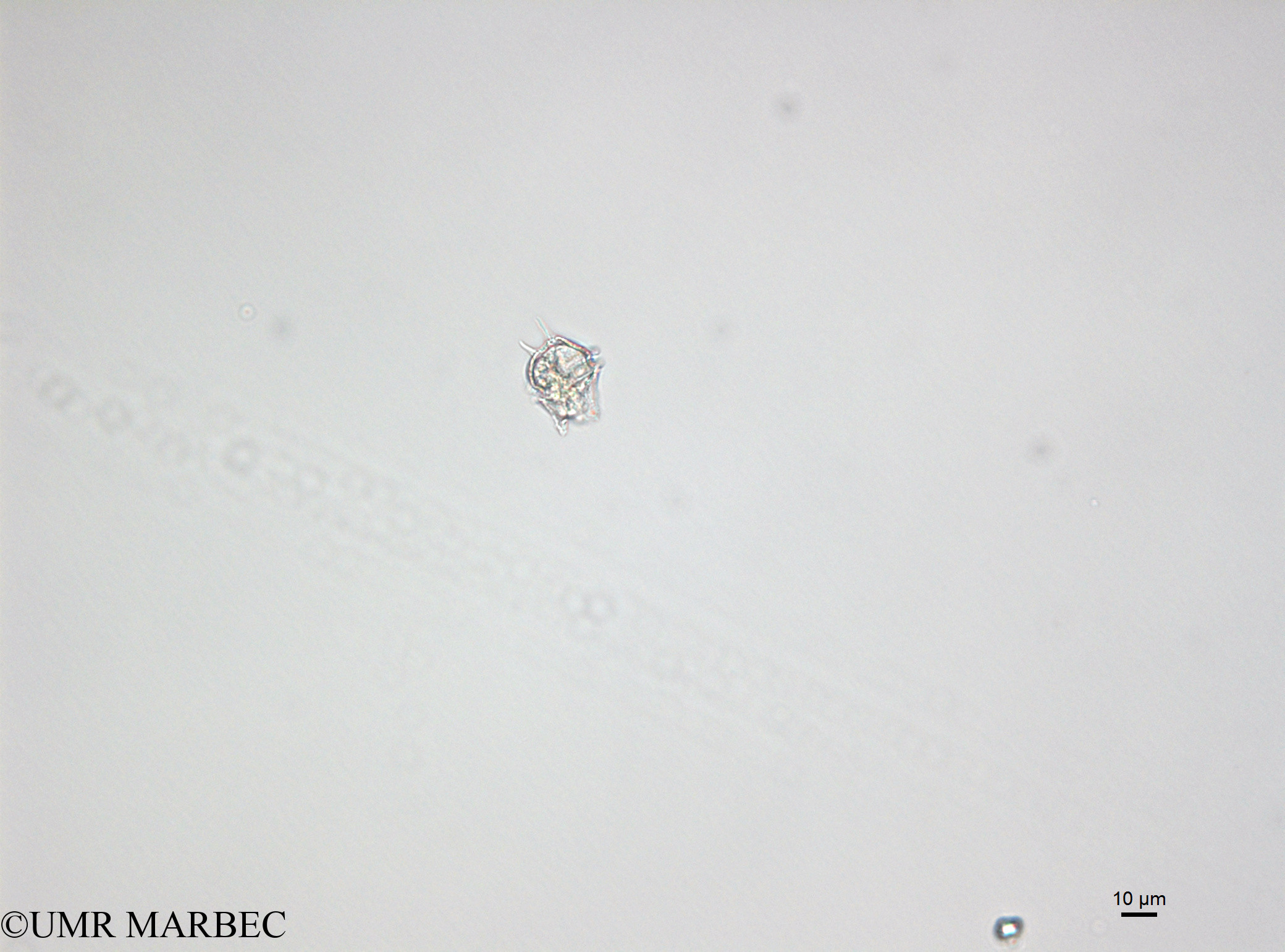 phyto/Bizerte/bizerte_lagoon/RISCO April 2014/Protoperidinium sp18 (21150402_001_ovl-2).tif(copy).jpg